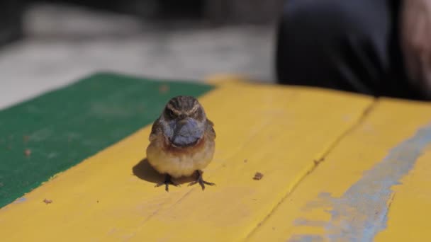 Kleine blauwborstvogel op de tafel — Stockvideo