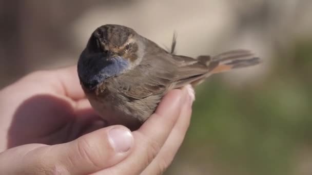 Close up of little bird on male hand — Stock Video