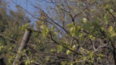 Açık bir günde meyve ağacının dalı