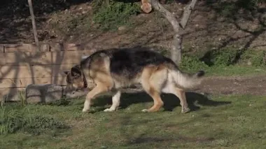 Yaşlı Alman çoban köpeği evin arka bahçesinde dolanıyor.