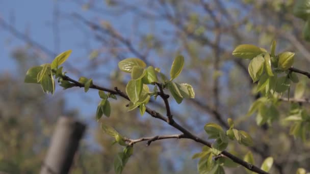 Tak van de fruitboom op een heldere dag — Stockvideo