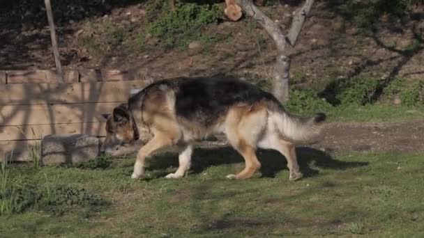 Oude Duitse herder dwaalt door de achtertuin van het huis — Stockvideo