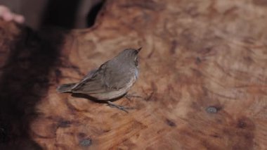 Masadaki küçük mavi göğüslü kuş, çocuk elleri.