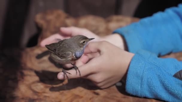 Liten blåbröstad fågel på bordet barn händer — Stockvideo