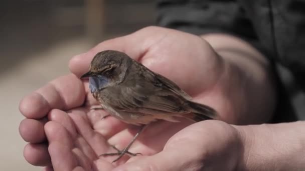 Close up of little bird on male hand — Stock Video