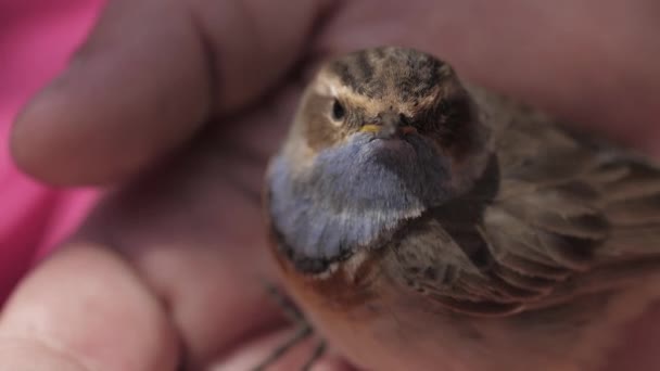 Gros plan de petit oiseau sur la main de la fille — Video