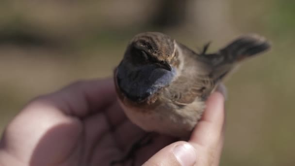 Close up of little bird on girl hand — Stock Video