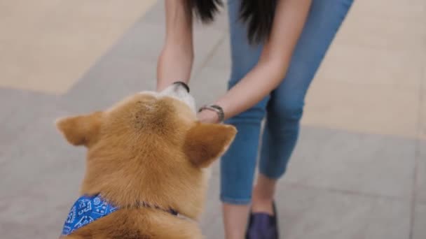 Hermosa chica caucásica acariciando un lindo perro akita en la cabeza — Vídeo de stock