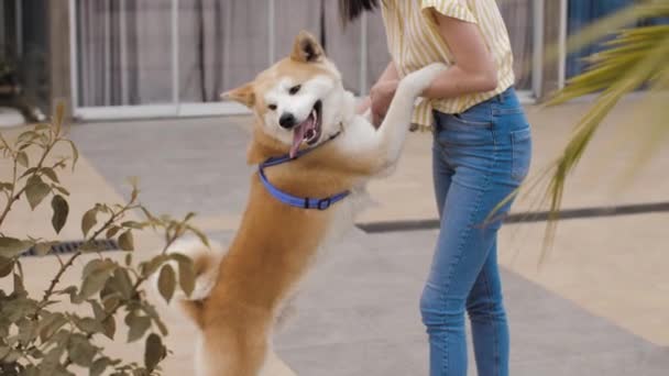 Schöne kaukasische Mädchen tanzen mit einem niedlichen akita Hund — Stockvideo