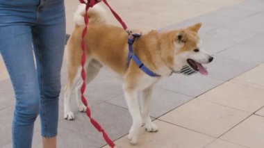 Köpekli bir kız Akita parkta yürüyor.