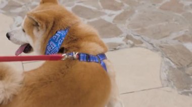 Köpekli bir kız Akita parkta yürüyor.