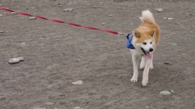 Güzel beyaz kız deniz kıyısında sevimli bir köpekle yürüyor.