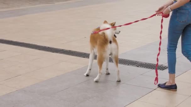一个带着狗的女孩秋田在公园里散步 视频剪辑