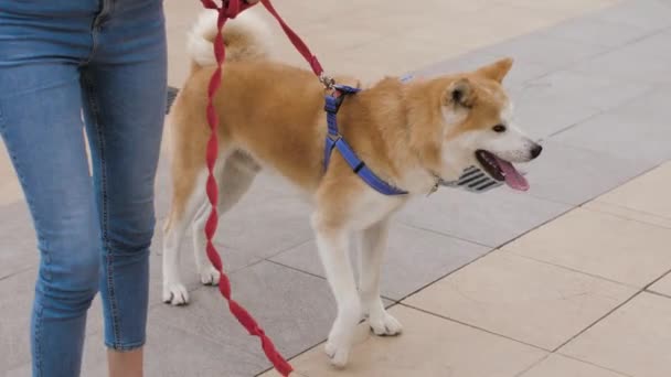 一个带着狗的女孩秋田在公园里散步 图库视频
