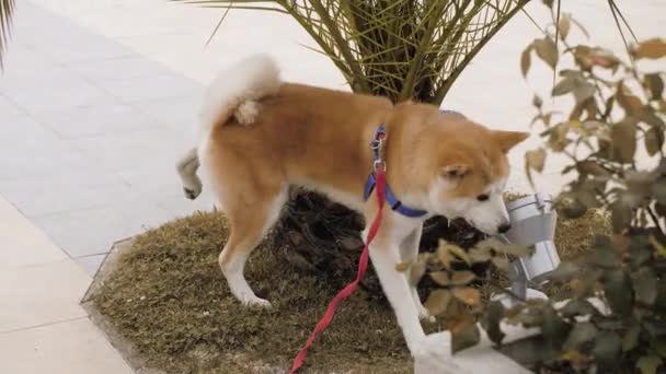 Schattig akita hond pissen in het park — Stockvideo