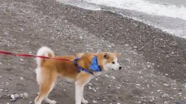 Güzel beyaz kız deniz kıyısında sevimli bir köpekle yürüyor.