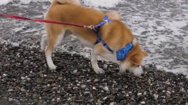 Tasmalı güzel Akita köpeği deniz suyunun tadını alır.