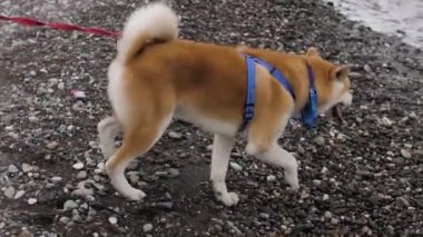 Tasmalı güzel Akita köpeği deniz suyunun tadını alır.