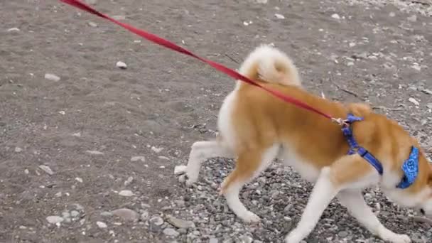 Vacker kaukasiska flicka promenader med en söt akita hund på stranden — Stockvideo