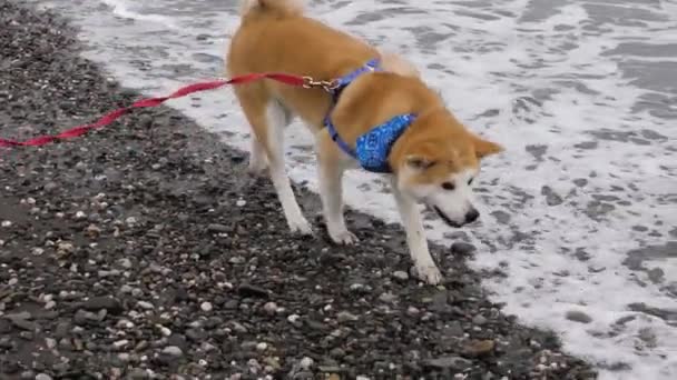 漂亮的秋田狗戴着皮带尝着海水 视频剪辑