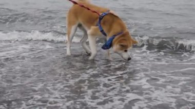 Tasmalı güzel Akita köpeği deniz suyunun tadını alır.