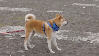 Akita köpeği arkasına bakar ve tasmaya doğru gider.