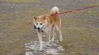 Tasmalı Akita köpeği sahilde yürüyor.