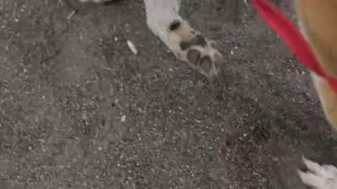 Tasmalı Akita köpeği ayaklarının yakın planında yürüyor.