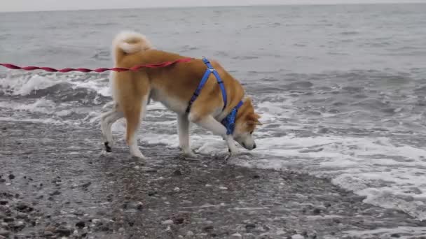 Cão Akita bonita em uma coleira tem gosto de água do mar — Vídeo de Stock