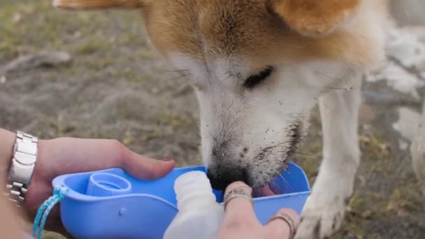 Vacker Akita hund dricker vatten från en skål — Stockvideo