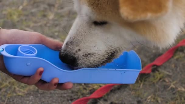 Vacker Akita hund dricker vatten från en skål — Stockvideo