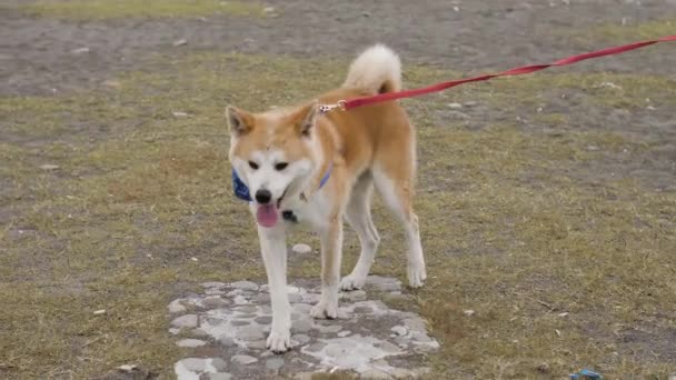 Akita kutya pórázon sétál a parton — Stock videók