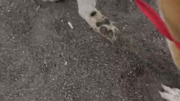 秋田犬が足の近くのビーチを歩く — ストック動画