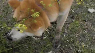 Akita köpeği çiçeklerdeki her şeyi koklamaya çalışır.
