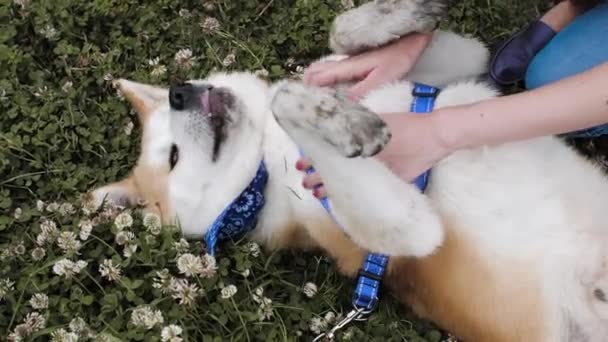 Kaukasiska flicka repor bröst till Akita hund närbild — Stockvideo