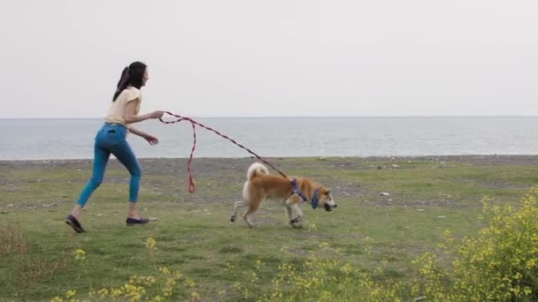 秋田的狗跑开了 图库视频