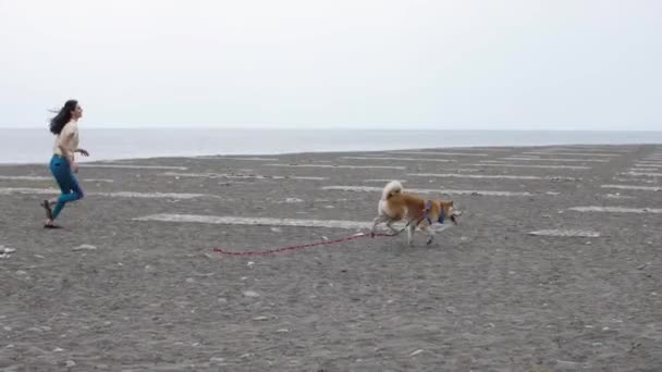 Akita hond loopt weg van meisje — Stockvideo