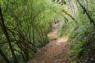 yeşil yol ve pembe çiçekler
