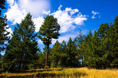ağaçlar ve bulutlar