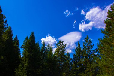 Ağaçlar ve bulutlar iki