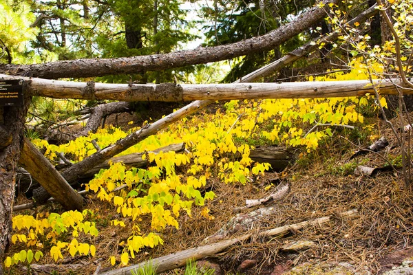 Gelbe Blätter und Stämme null — Stockfoto