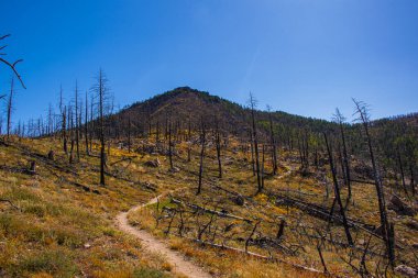 Parkta yol ve ölüm iki