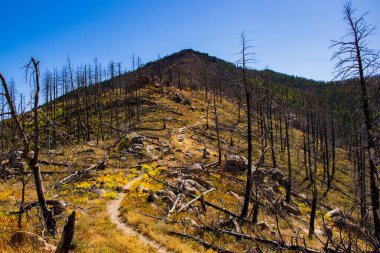Parkta yol ve ölüm dört