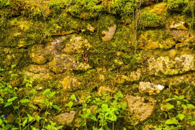 Yosun ile kaplı kaya duvarı