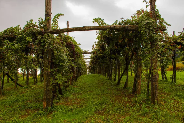 Vines in late summer zero — Stock Photo, Image