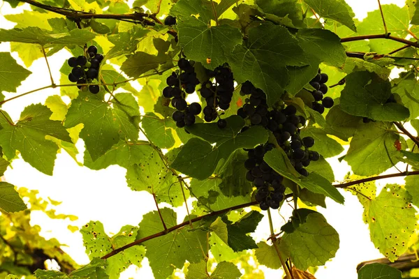 Grape in late summer — Stock Photo, Image