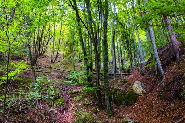 Floresta verde e marrom — Fotografia de Stock