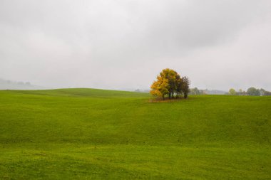 yeşil kırmızı sarı ağaçlar beş