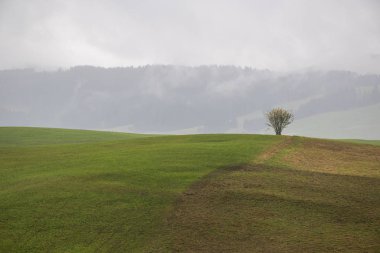 yeşil kırmızı sarı ağaçlar dört