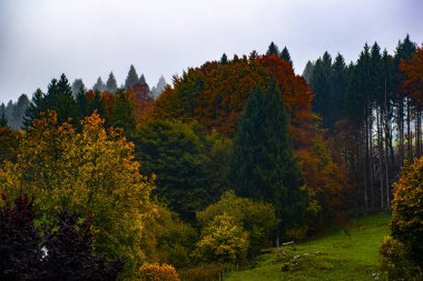 yeşil kırmızı sarı ağaçlar